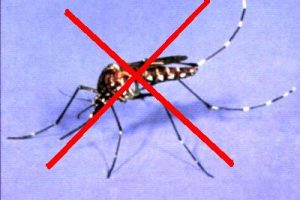 Muỗi và sức khỏe con người